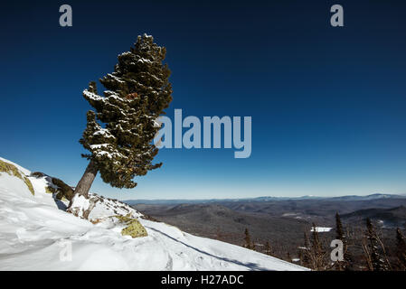 Einsamer Baum auf Berg mit Panoramablick Stockfoto