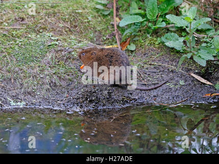 Schermaus (Arvicola amphibischen) Stockfoto