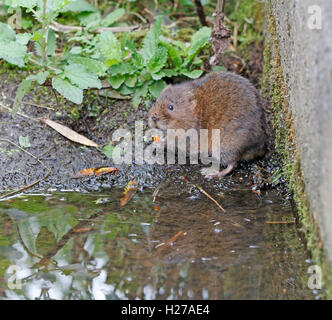 Schermaus, (Arvicola Amphibius) Essen Stockfoto