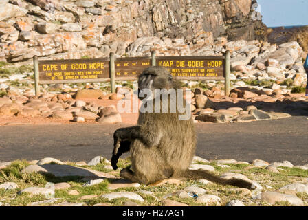Ein Pavian der Hinweistafel am Kap der guten Hoffnung, Cape Point, Südafrika Stockfoto