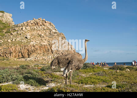 Ein Strauß steht vor beliebtes Touristenziel, das Kap der guten Hoffnung in Südafrika. Stockfoto