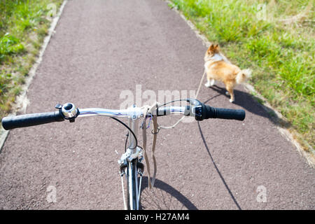 Hund mit Leine auf einem Fahrrad Stockfoto