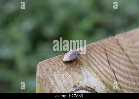 Wald-Bug (Pentatoma Art) auf ein Schild - Somerset, England Stockfoto