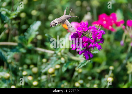 Kolibri Falke-Motte (Macroglossum Stellatarum) mit gestreckten Rüssel voller Pollen schwebt über Eisenkraut Blume. Stockfoto