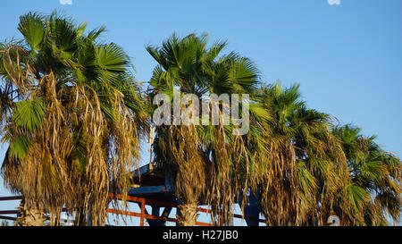 afrikanischen Palme auf den Kapverden Stockfoto