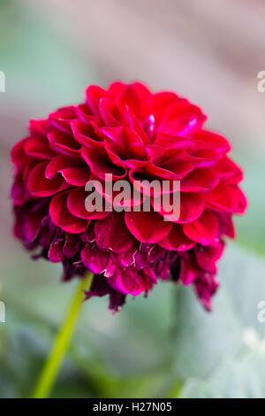 Dahlia 'Nachttänzerin' - volle Blume, situiert Stockfoto