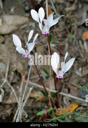 Zypriotische Alpenveilchen - Cyclamen Cyprium endemisch in Zypern Stockfoto