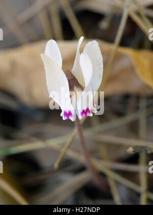 Zypriotische Alpenveilchen - Cyclamen Cyprium endemisch in Zypern Stockfoto