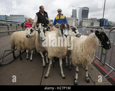 Schafe getrieben über London Bridge nach einem Fototermin mit britischen ehemaligen Rennfahrer Nigel Mansell und Enkel Jai Mansell, die Freeman von der City of London London Bridge in der Londoner Innenstadt Schaf überfahren beigetreten. Stockfoto