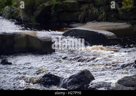 Ball Grove Fish Pass auf Colne Water in Colne, Pendle, Lancashire, England, Großbritannien Stockfoto