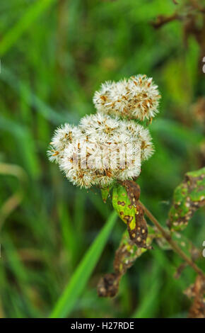 Foto von Distel Blume auf der Wiese, Herbst mit geringen Schärfentiefe. Close-up auf einem Hintergrund von grünem Rasen. Polen in Se Stockfoto