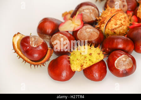 Herbstlichen Kastanien auf dem weißen Hintergrund Stockfoto