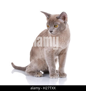 Birma Katze sitzt auf weiß Stockfoto