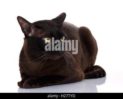 schwarze Katze mit großen gelben Augen liegen auf weißem Hintergrund Stockfoto