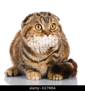 Braun gestreifte Katze liegend auf weißem Hintergrund und nachschlagen Stockfoto