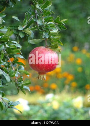 Granatapfel am Baum Stockfoto