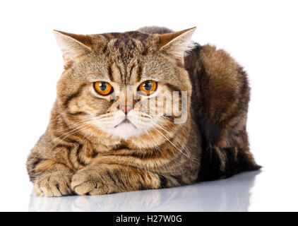 niedliche gestreifte Großkatze liegt auf einem weißen Hintergrund. Stockfoto