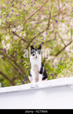 Schwarz und weiß gefärbt streunende Katze Vordergrund der Defoucsed Begonville Blumen und an einer Wand, Blick in die Kamera. Stockfoto