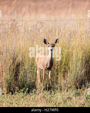 Schwarz - Tailed Hirsche (Odocoileus Hemionus) in die Wiese. Erwachsenen, Weiblich Stockfoto