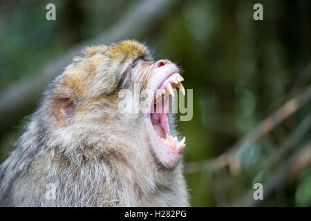 Berberaffe zeigt seine Zähne an der Montagne des Singe Conservation Park, Elsass, Frankreich Stockfoto