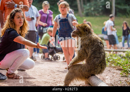 Berberaffe im Montagne des Singe Conservation Park, Elsass, Frankreich Stockfoto