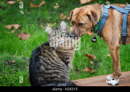 Katze und Hund zusammen hängen Stockfoto