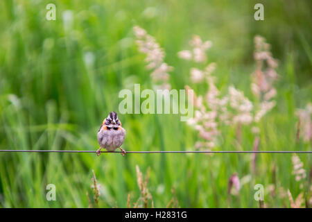 kleiner Spatz auf einem Draht in einem Feld hohem Gras schaute mich Stockfoto