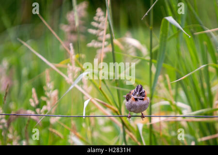 kleine Spatz auf einem Draht in einem Feld von hohen Gräsern Stockfoto