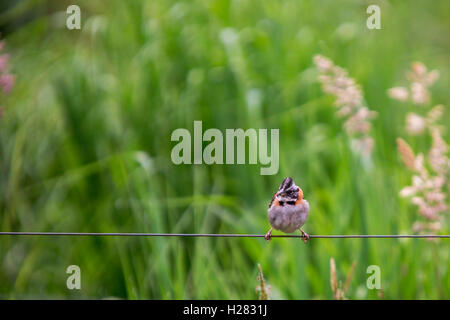 kleinen Vogel auf dem Draht Stockfoto