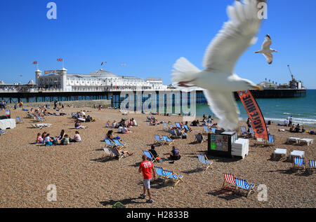 Ein Möwen fliegen über die Strandpromenade mit dem Palace Pier hinter, in Brighton, East Sussex, England, UK Stockfoto