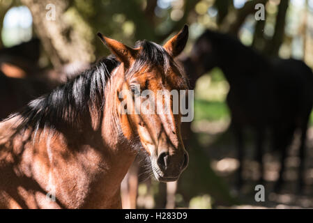 Wildpferde im New forest Stockfoto