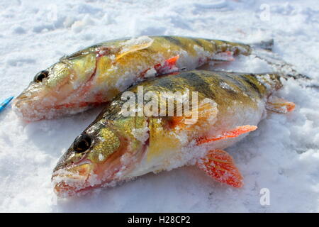 Fische sind auf dem Eis in Schottland gefangen. Stockfoto