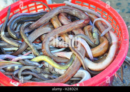 Fische-Aale sind für den Verkauf in einem lokalen Fischmarkt im Hafen Stockfoto