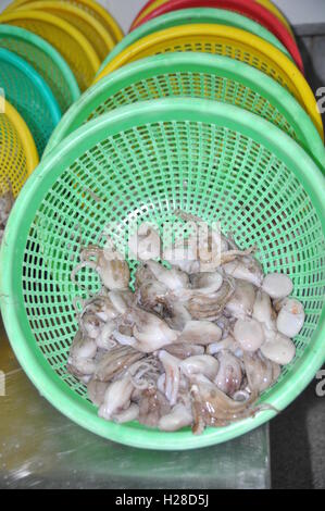 Vung Tau, Vietnam - 28. September 2011: Raw frischen Oktopus in Körben warten darauf, mit dem nächsten Schritt der Verarbeitung übertragen werden Stockfoto