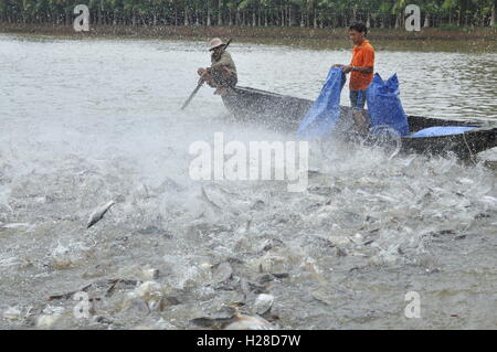 Can Tho, Vietnam - 1. Juli 2011: Bauern Pangsius Welse in ihrem Teich im Mekong-Delta in Vietnam sind Fütterung Stockfoto