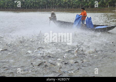 Can Tho, Vietnam - 1. Juli 2011: Bauern Pangsius Welse in ihrem Teich im Mekong-Delta in Vietnam sind Fütterung Stockfoto