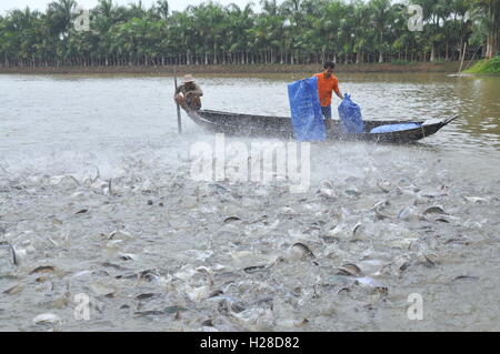 Can Tho, Vietnam - 1. Juli 2011: Bauern Pangsius Welse in ihrem Teich im Mekong-Delta in Vietnam sind Fütterung Stockfoto