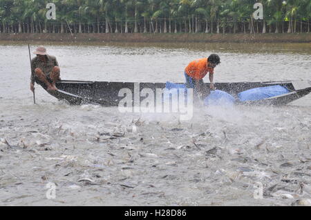 Can Tho, Vietnam - 1. Juli 2011: Bauern Pangsius Welse in ihrem Teich im Mekong-Delta in Vietnam sind Fütterung Stockfoto