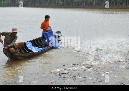 Can Tho, Vietnam - 1. Juli 2011: Bauern Pangsius Welse in ihrem Teich im Mekong-Delta in Vietnam sind Fütterung Stockfoto