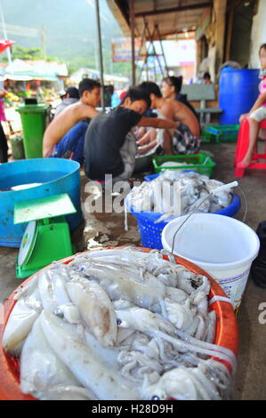 Con Dao, Viet Nam - 2. Juli 2012: Tintenfische, die von den lokalen Fischern gefangen sind für den Verkauf auf der Insel von Vietnam Con Dao Stockfoto