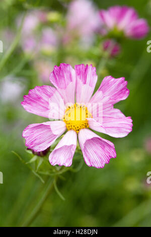 Cosmos Bipinnatus Blumen. Stockfoto