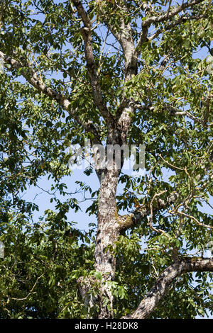 Castanea Sativa. Sweet Chestnut Tree. Stockfoto