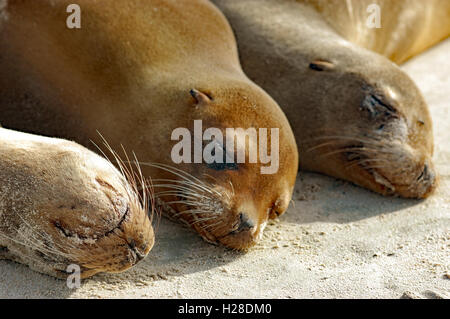 Seelöwen aus nächster Nähe am Strand von Galapagos Stockfoto