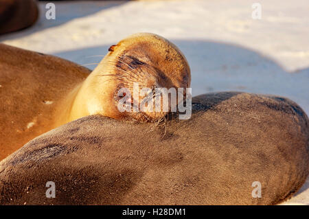 Seelöwen, schlafen in der warmen Sonne am Strand von Galapagos Stockfoto