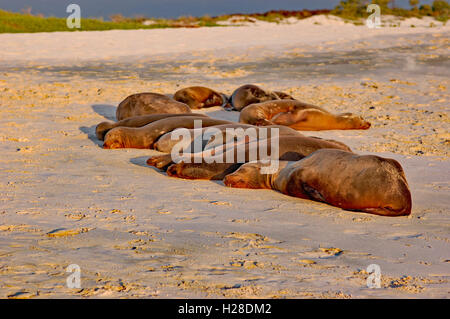 Seelöwenkolonie schlafen im Abendlicht am Strand von Cerro Brujo, auf San Cristobal Insel, Galapagos Stockfoto