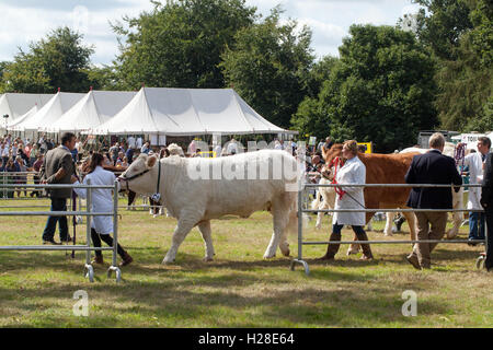 Vor dem Richter. Von links: Charolais Kuh mit Simmental nach (Bos Taurus). Ring zu zeigen. Aylsham jährliche Landwirtschaftsausstellung. Stockfoto