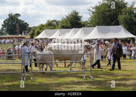 Vor dem Richter. Charolais Rind (Bos Taurus). Ring zu zeigen. Aylsham jährliche Landwirtschaftsausstellung. Norfok. Fleischrassen. Stockfoto