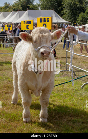 Charolais Kuh (Bos Taurus). Ring zu zeigen. Aylsham jährliche Landwirtschaftsausstellung. Norfok. Kontinentale Rind zu züchten. Stockfoto