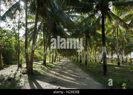Schattigen Weg, gesäumt von Kokospalmen im Norden der Insel, Maeva, Französisch-Polynesien Huahine Nui Stockfoto