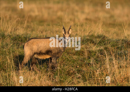 Alpine chamoise Stockfoto